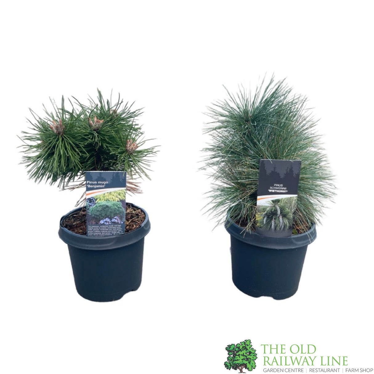 Pinus Mix 3Ltr (Choice of 2)