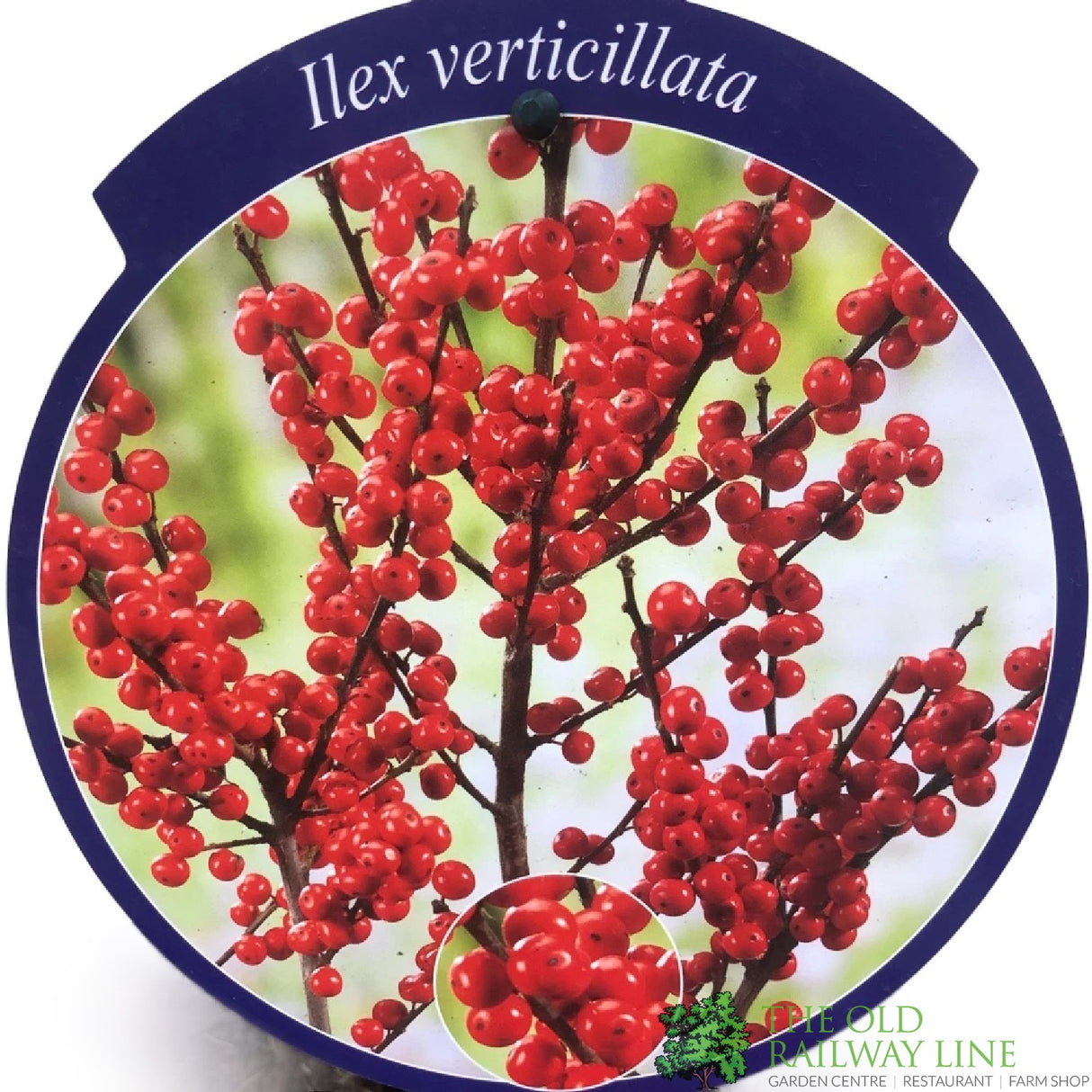 Ilex verticillata 'Magical Berry' 23cm Pot - Female