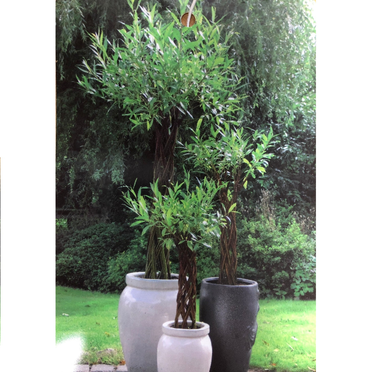 Salix Alba ‘Harlequin’ Living Braided White Willow Sculpture Light Stem 150cm 10 Litre pot