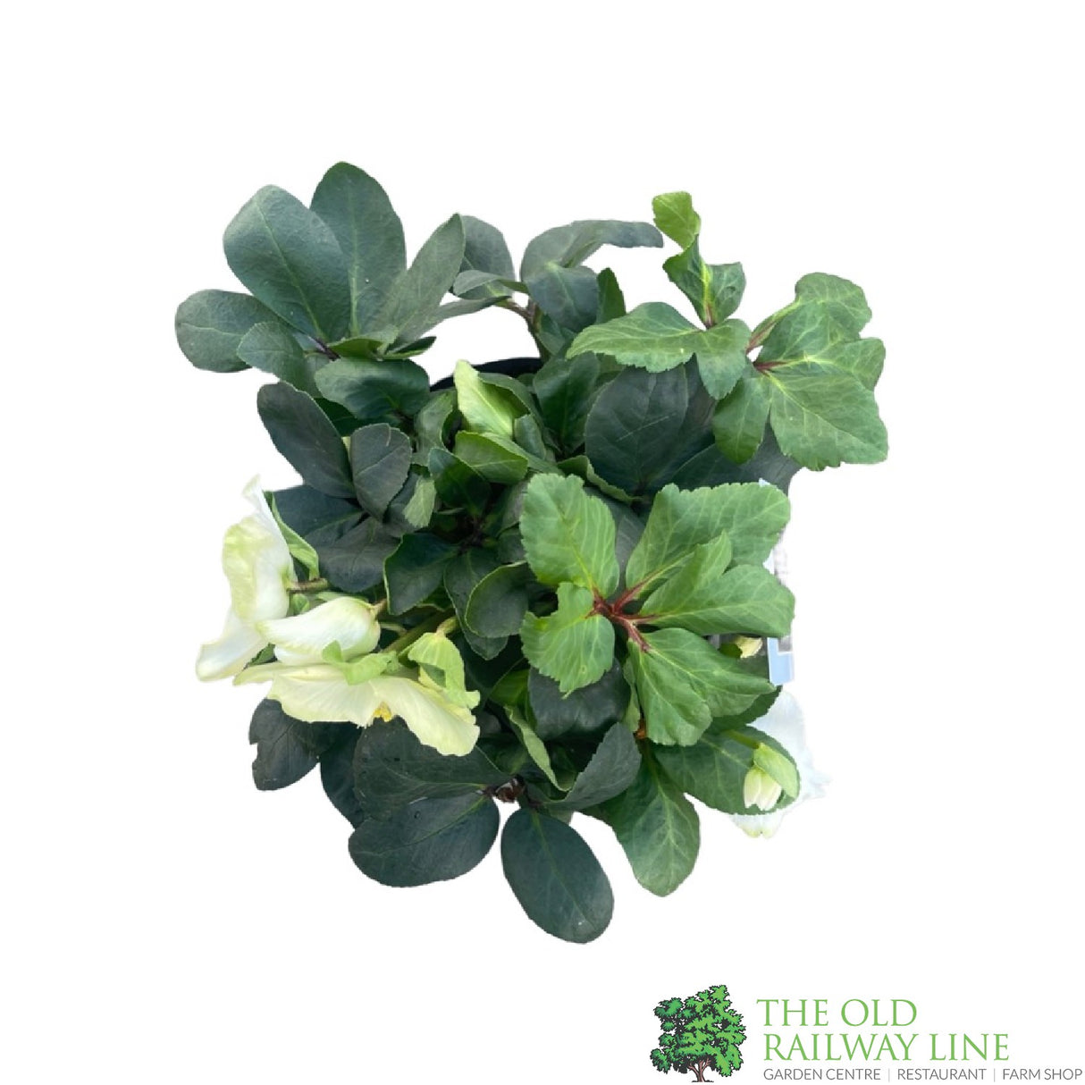 Helleborus niger 'Christmas Carol' Plant 2Ltr Pot (NL)