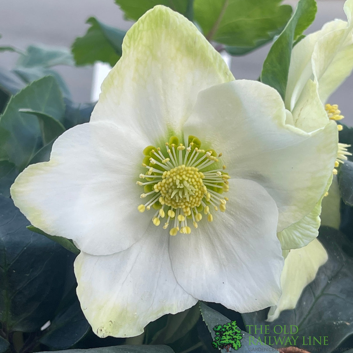 Helleborus niger 'Christmas Carol' Plant 2Ltr Pot (NL)
