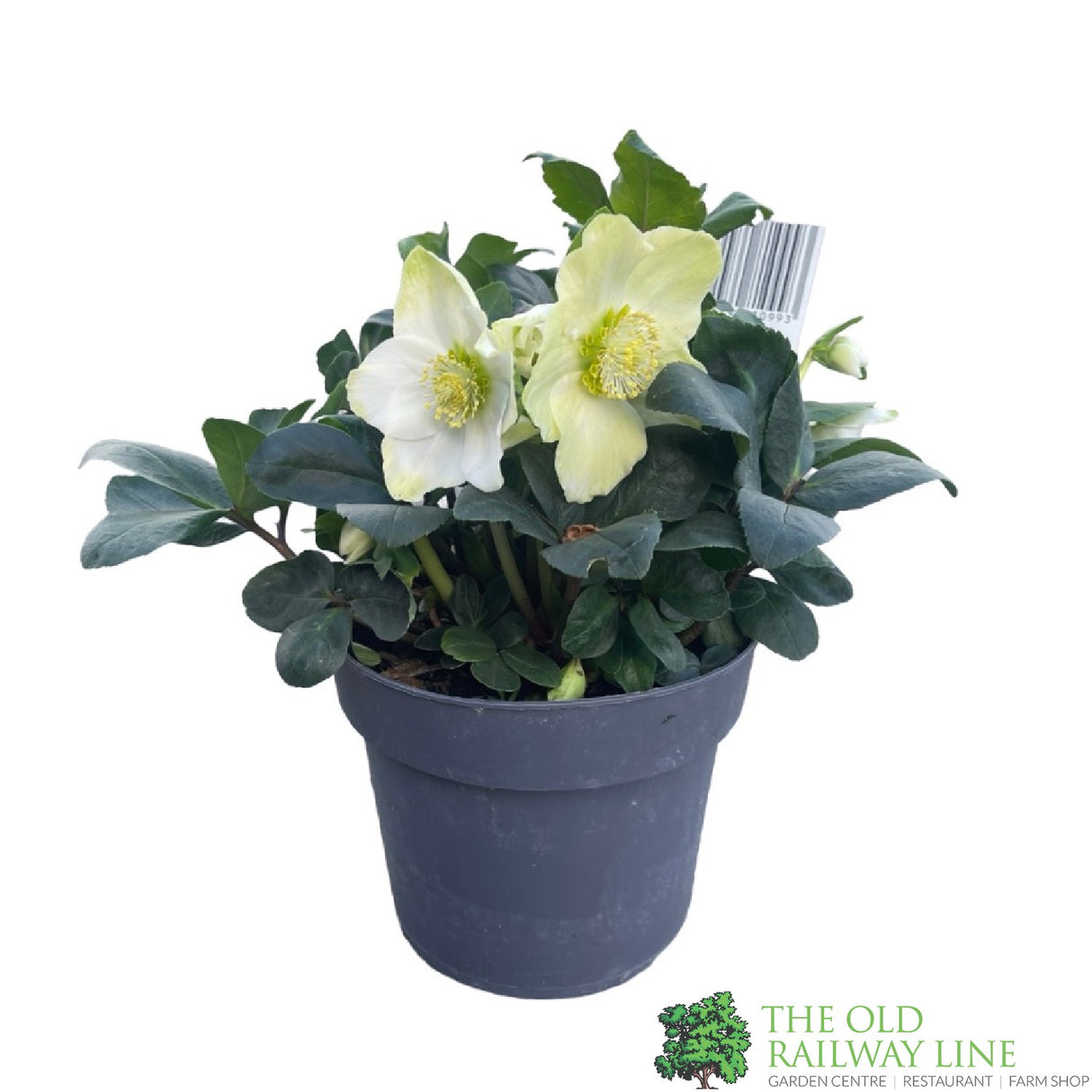 Helleborus niger 'Christmas Carol' Plant 2Ltr Pot (NL)