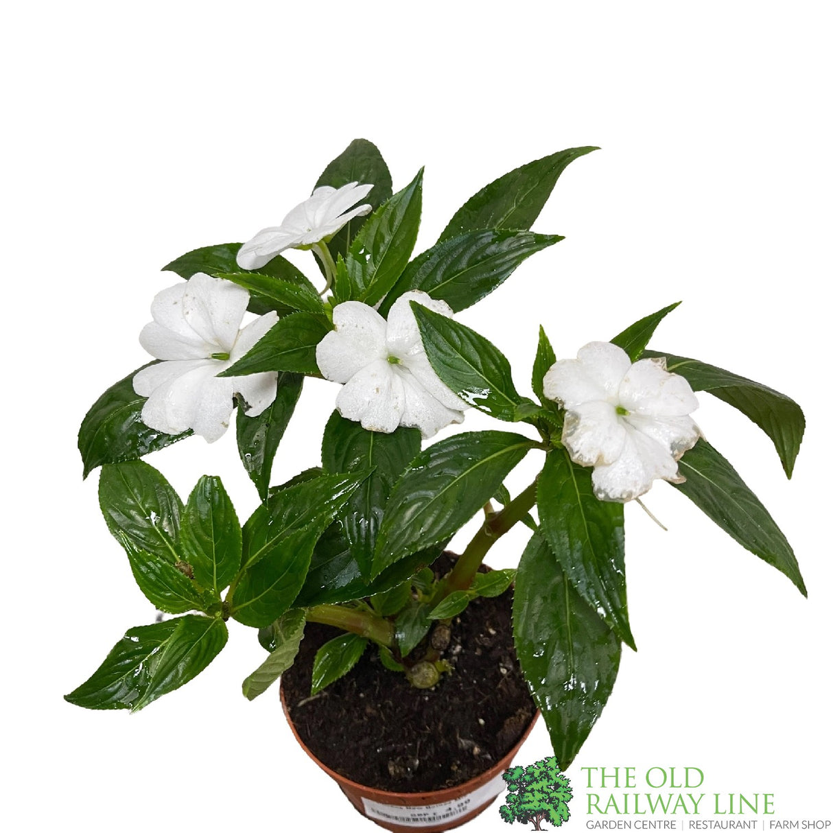 New Guinea Impatiens Mixed 1Ltr Pot