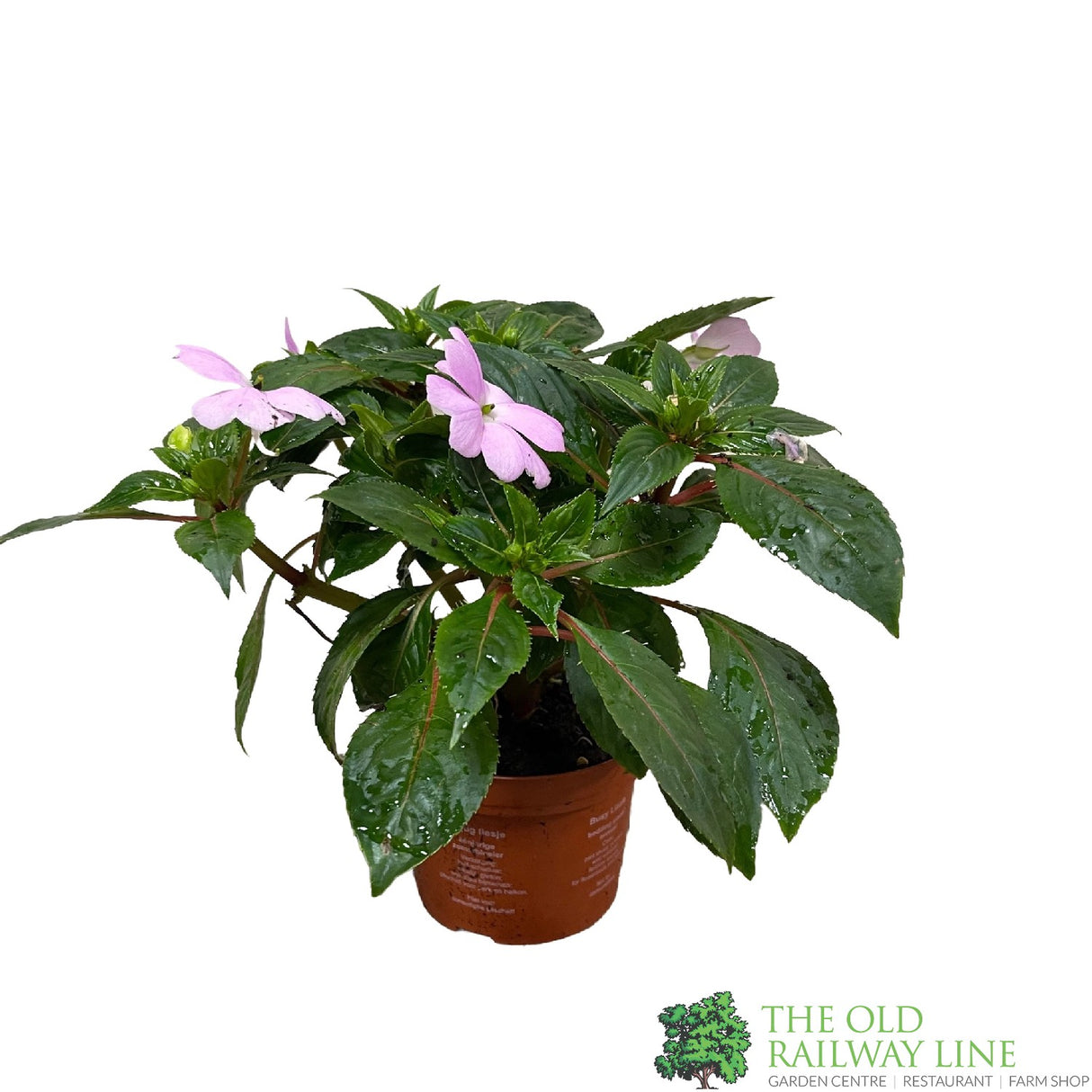 New Guinea Impatiens Mixed 1Ltr Pot