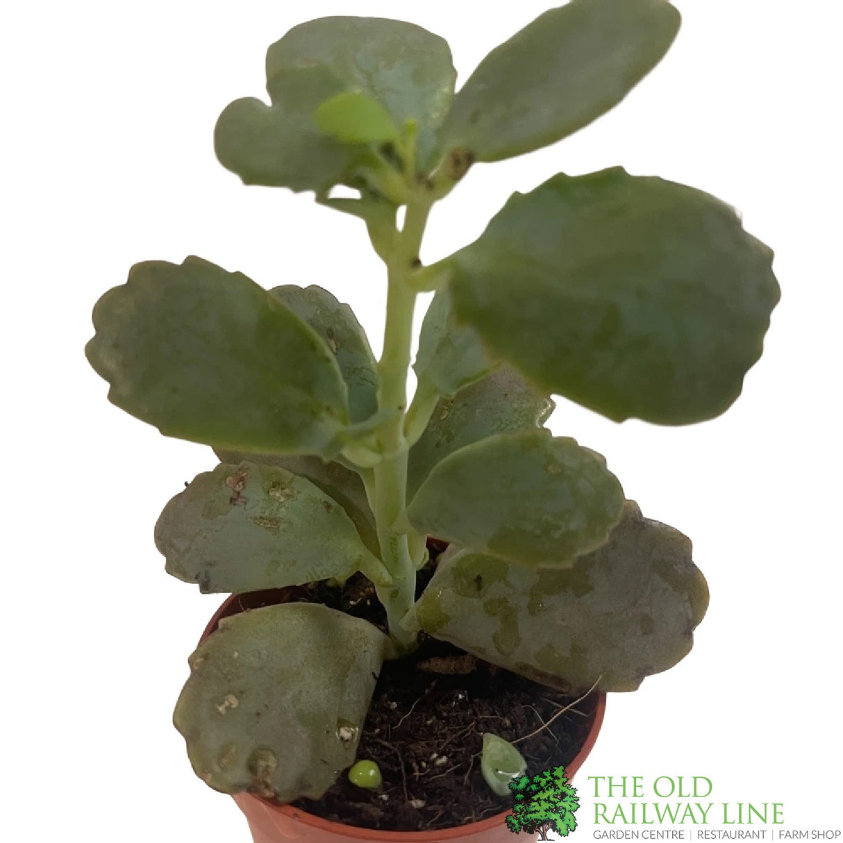 Kalanchoe Blossfeldiana Ameg 'Flaming Katy' 5.5CM