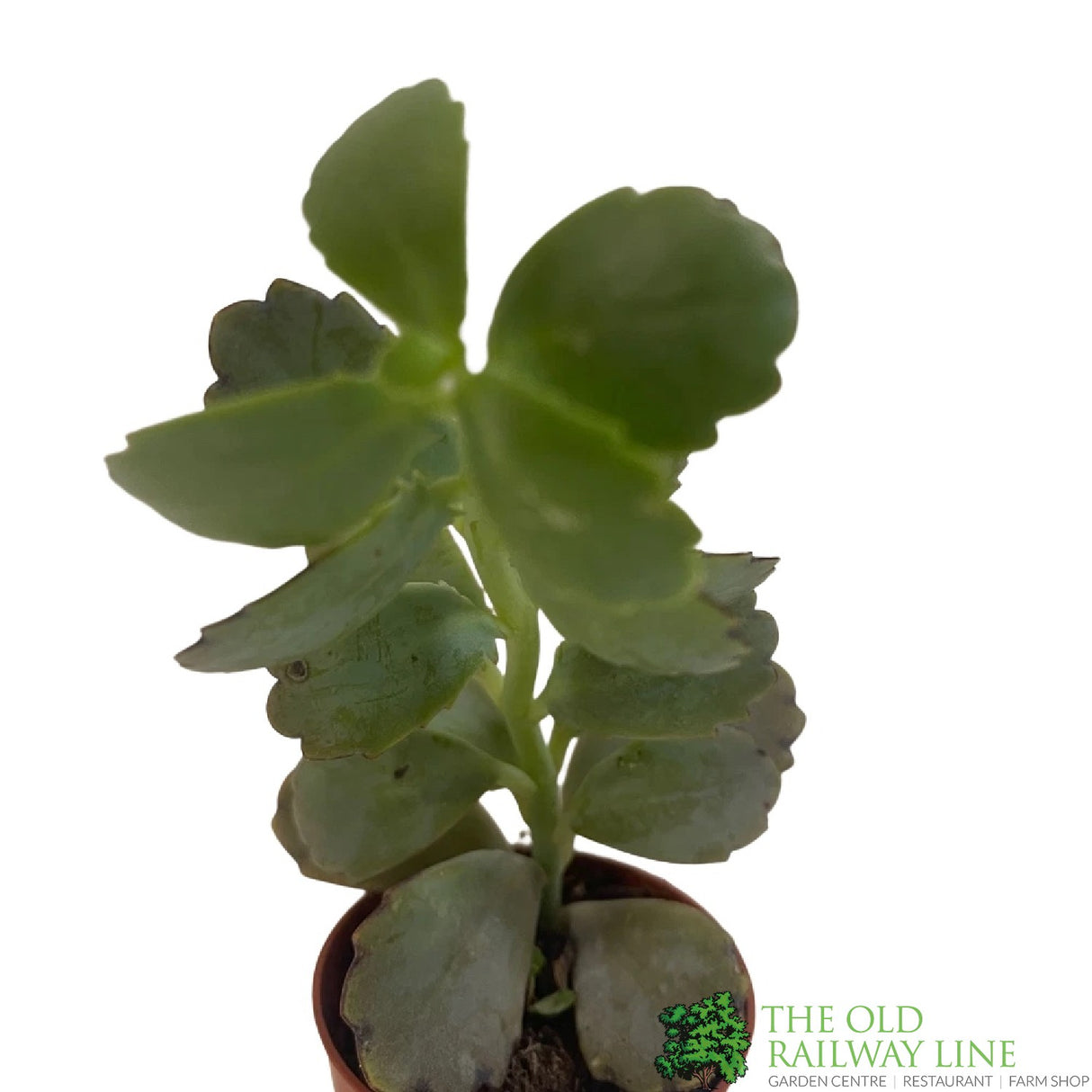 Kalanchoe Blossfeldiana Ameg 'Flaming Katy' 5.5CM