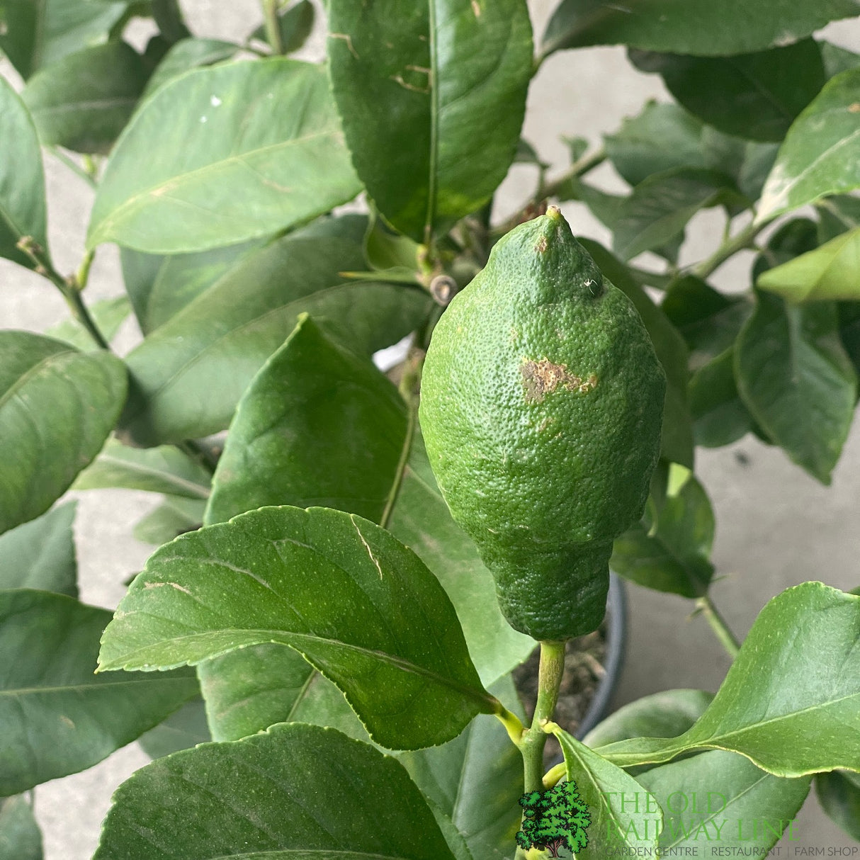 Citrus Lemon Mini Stem 3.5Ltr Pot