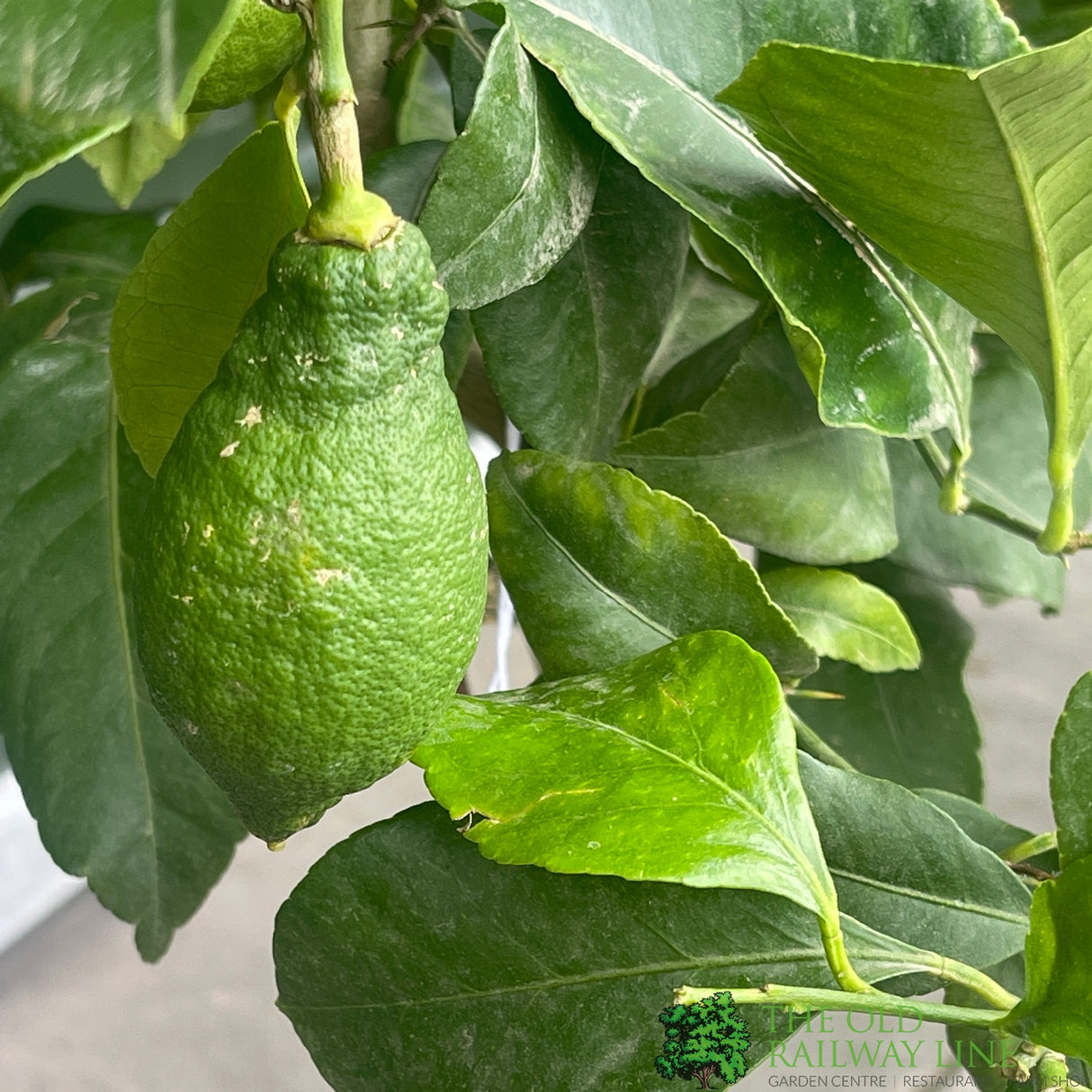 Citrus Lemon Mini Stem 3.5Ltr Pot