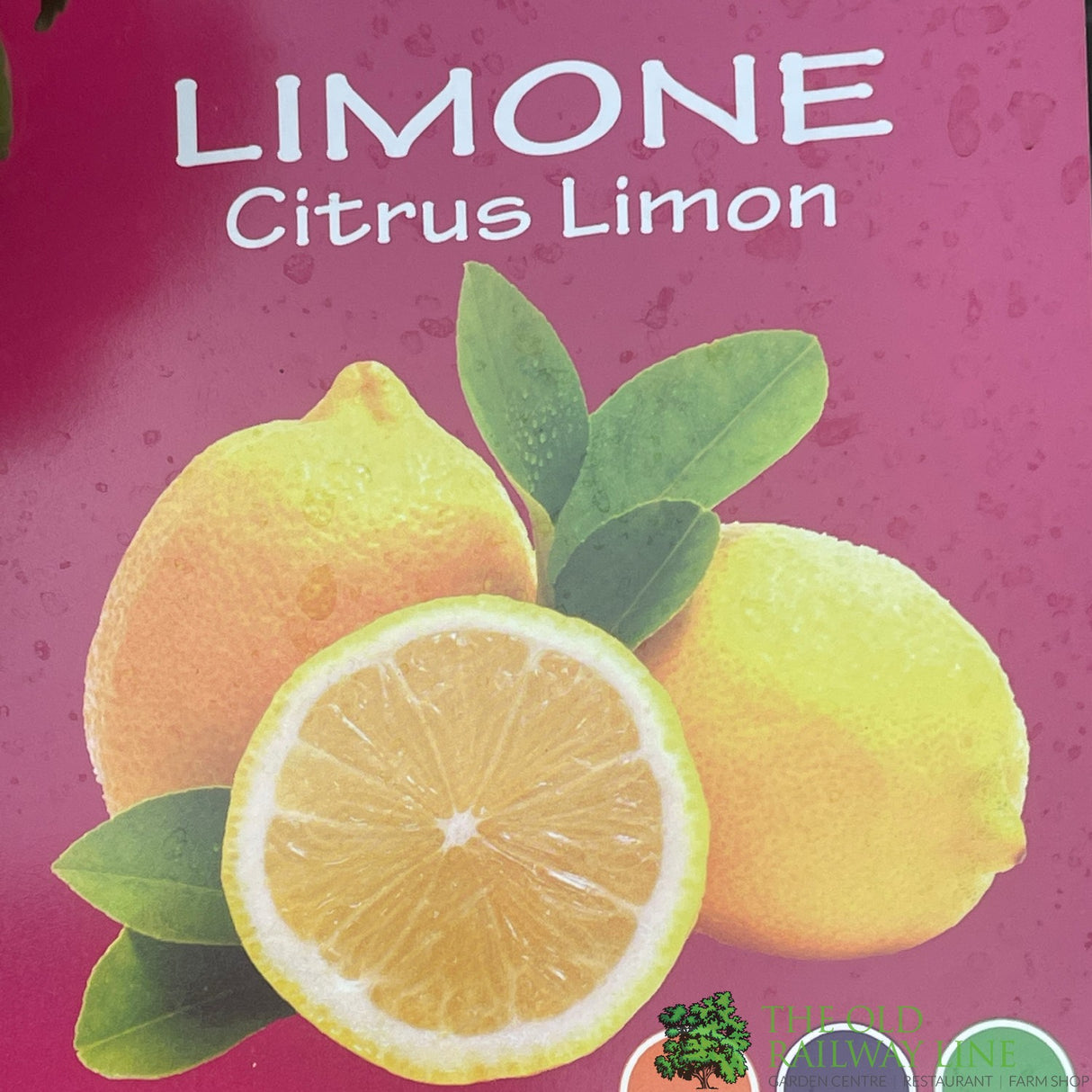 Citrus Lemon Mini Stem 3.5Ltr Pot