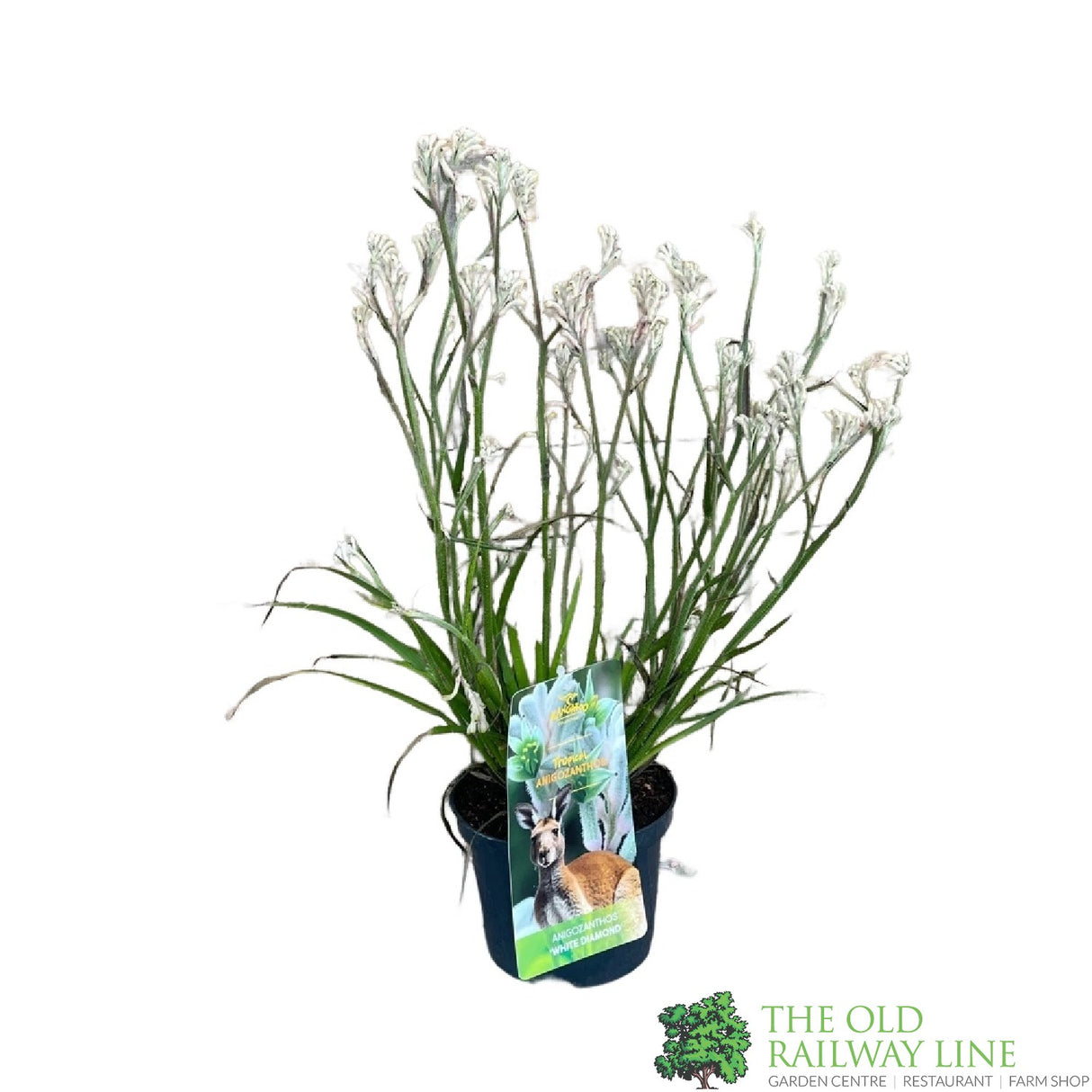 ANIGOZANTHOS Red / White Kangaroo Paw ASSORTED 2L