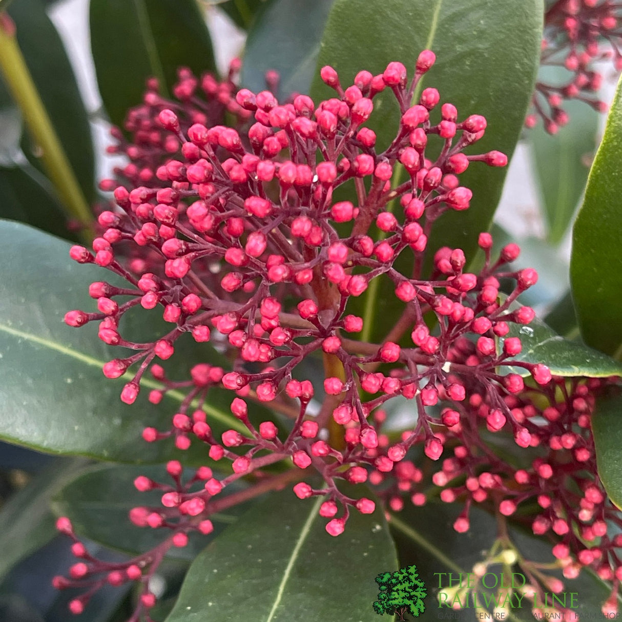 Skimmia japonica 'Rubella' Plant 5Ltr Pot