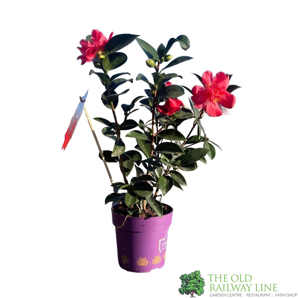 Camellia japonica '1001 Summer Nights' Plant 1.5Ltr Pot