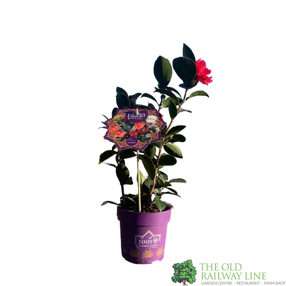 Camellia japonica '1001 Summer Nights' Plant 1.5Ltr Pot