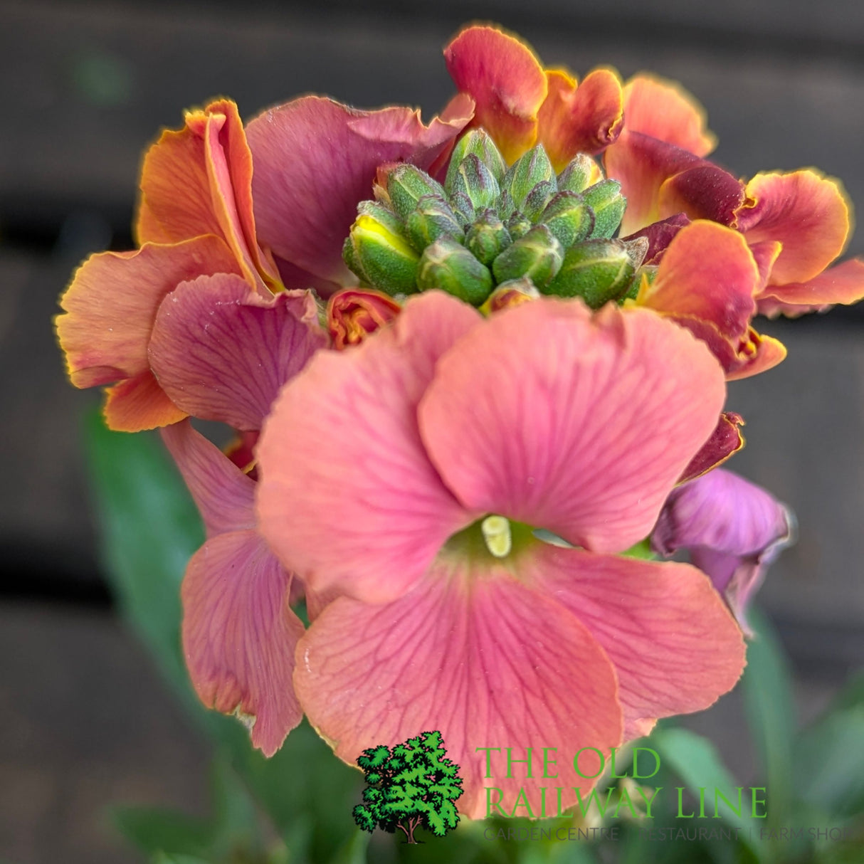 Porters Hoticulture Erysimum Mixed 1.5ltr Pot (Choice of 5)