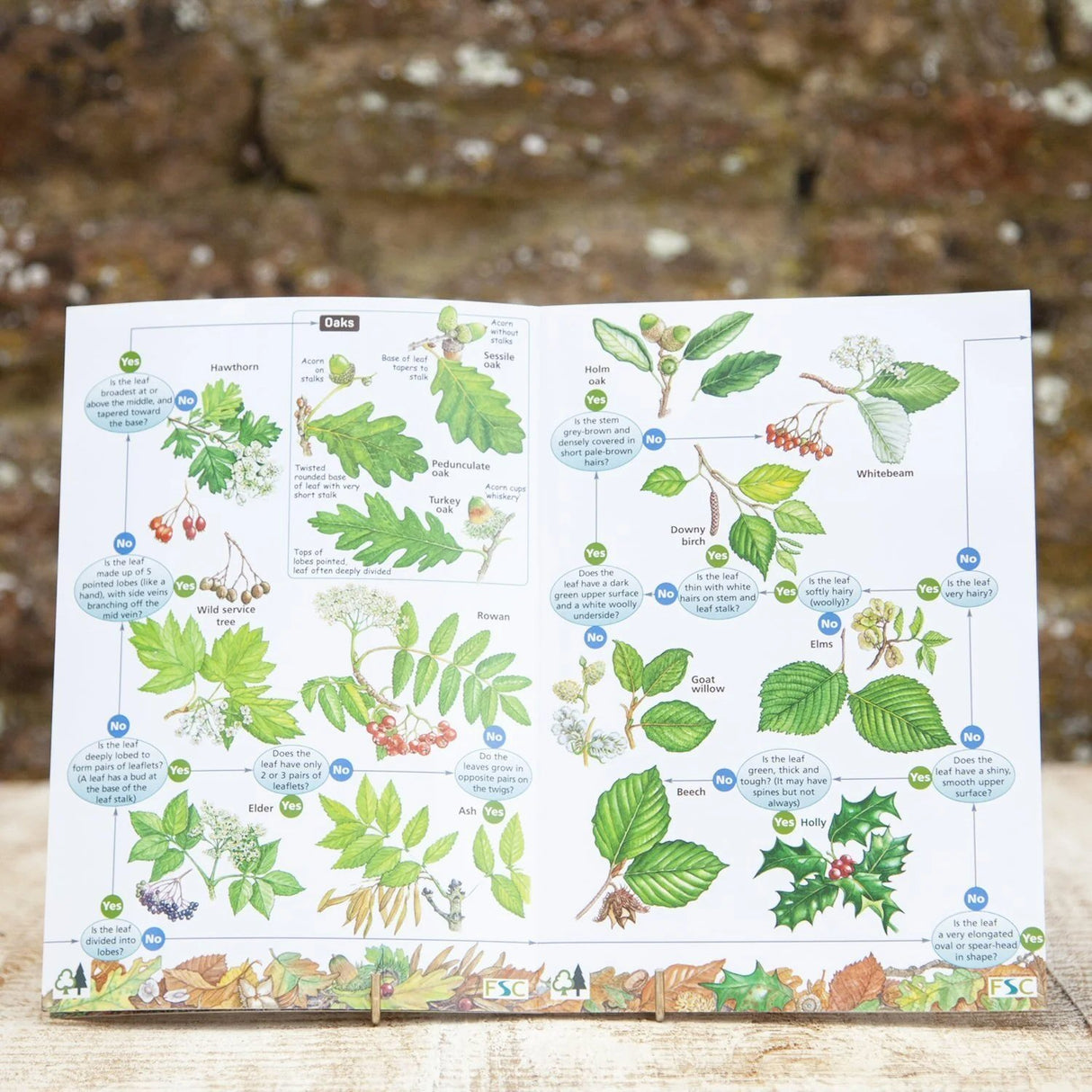 Wildlife World Trees Field Guide