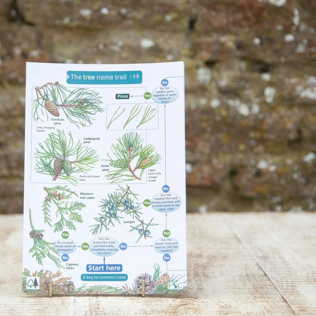 Wildlife World Trees Field Guide