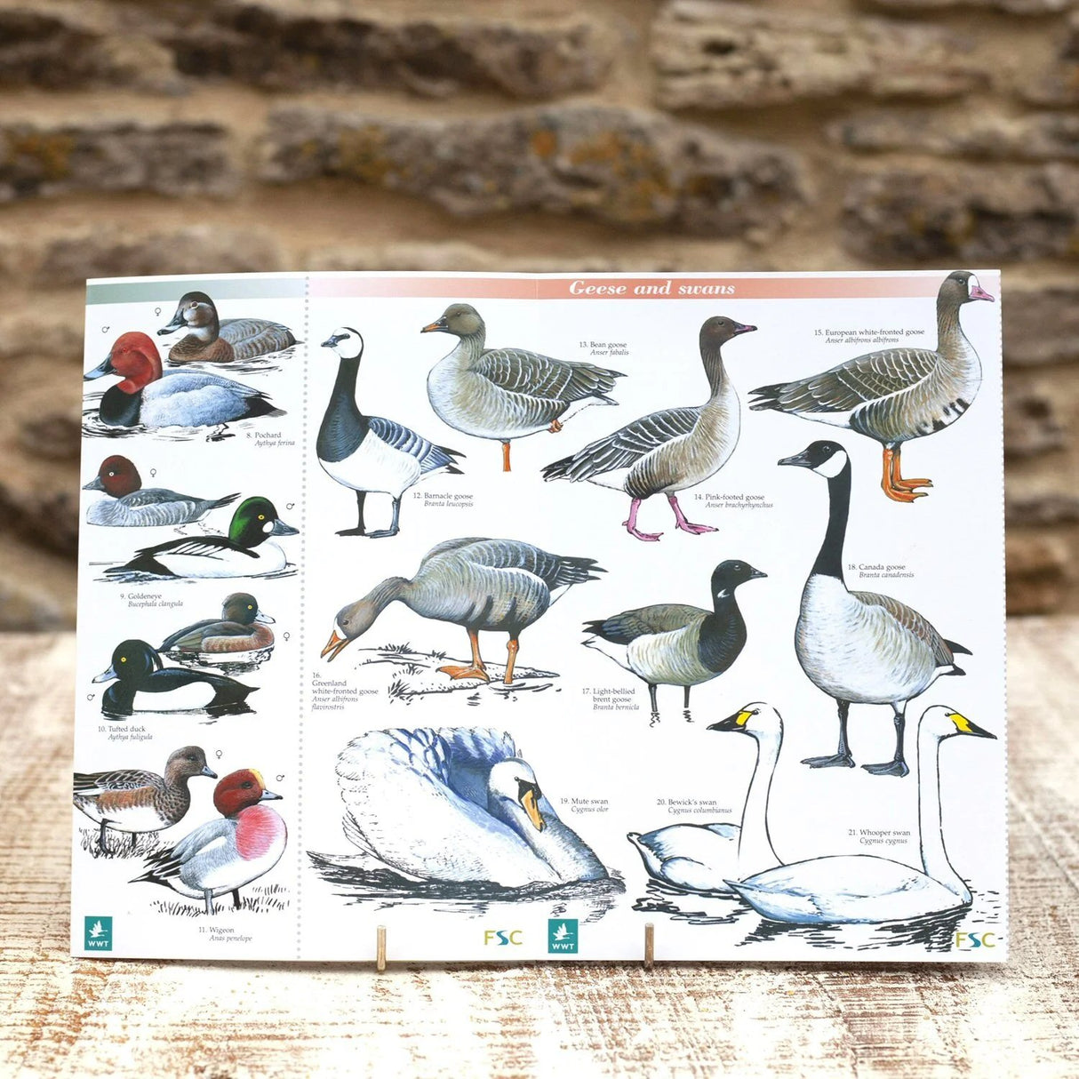 Wildlife World Wetland Birds Field Guide