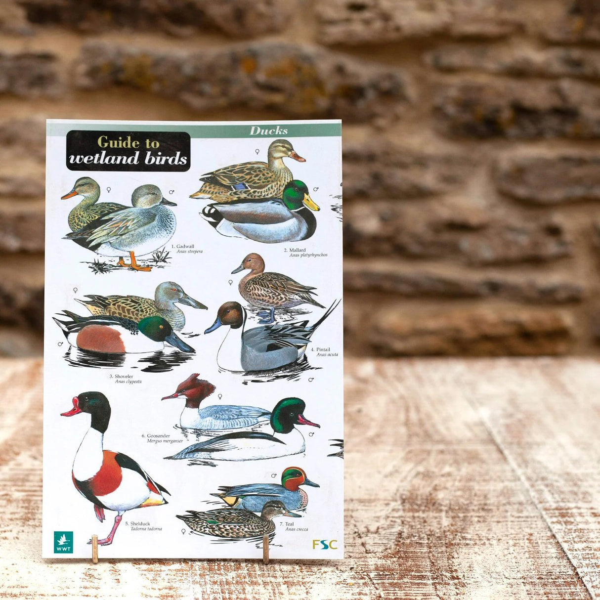 Wildlife World Wetland Birds Field Guide