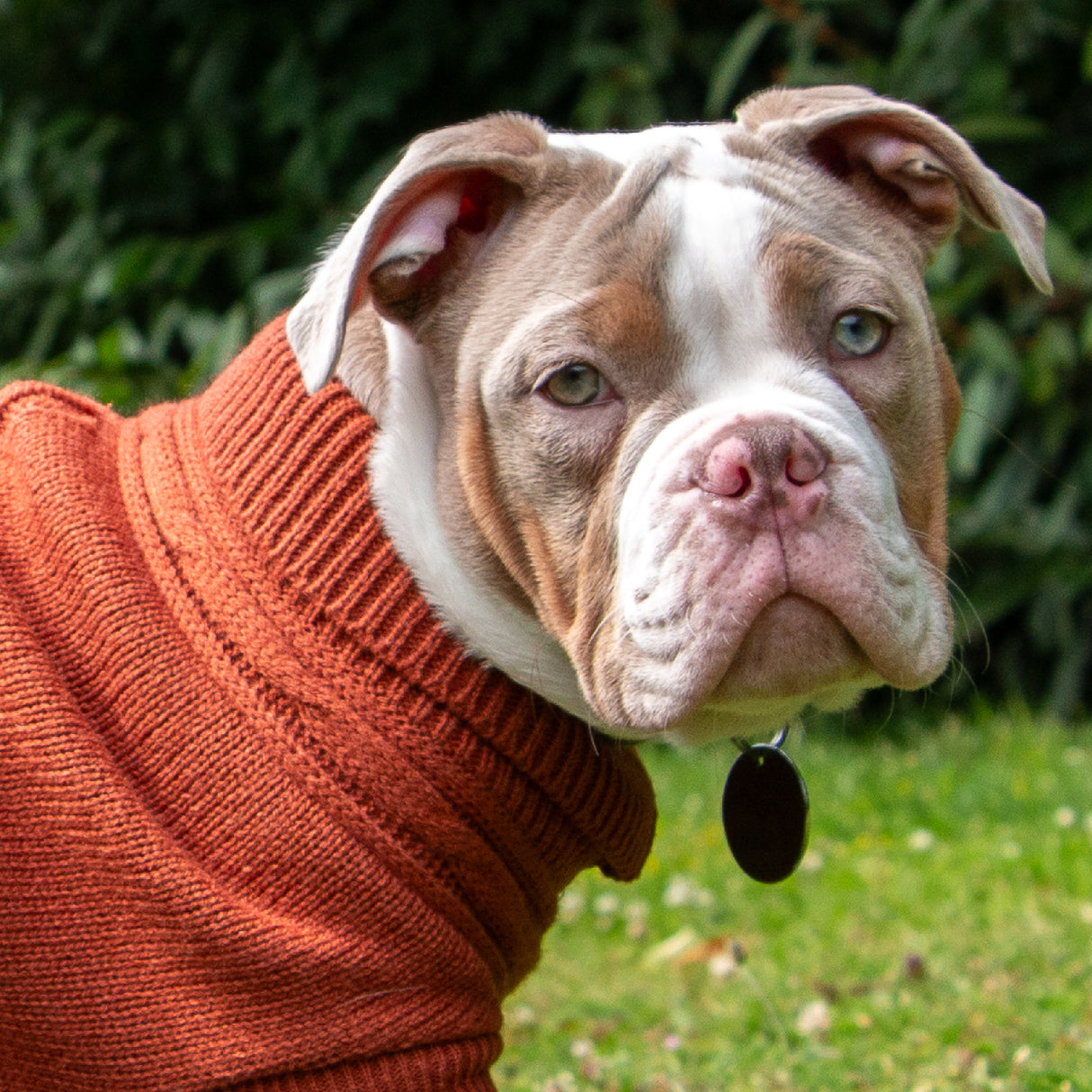 Ancol Terracotta Cable Knit Jumper Large