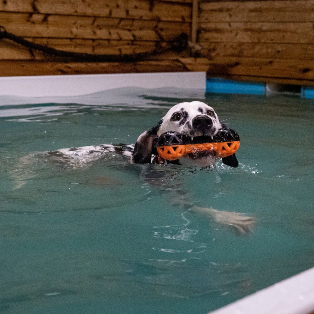 Ancol Extreme Floating Dumbell Dog Toy