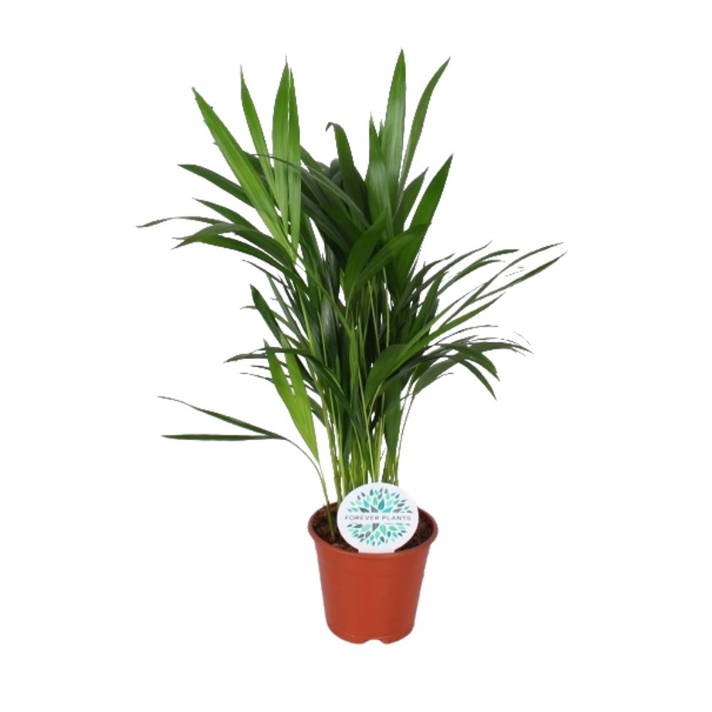 Areca dypsis lutescens 'Palm' Plant - 14cm Pot
