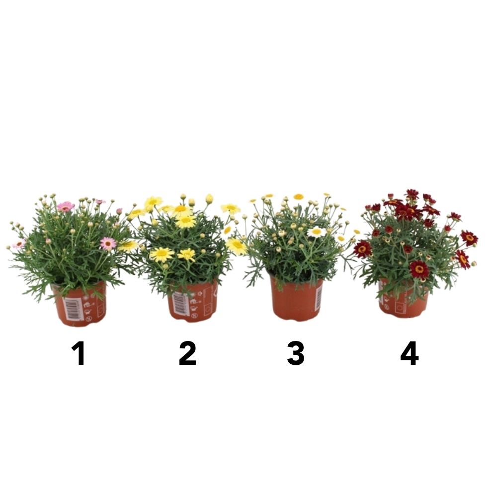 Argyranthemum frutescens 'Paris Daisy' Mixed - 10.5cm Pot - (Choice of 4)