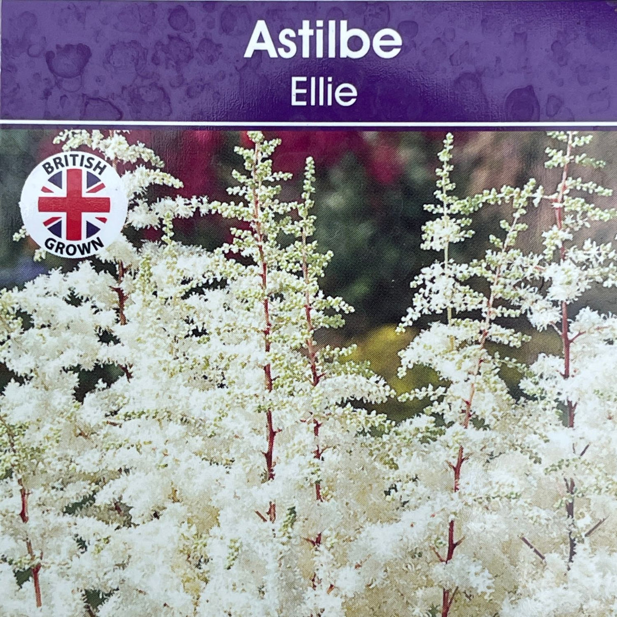 Astilbe 'Ellie' Plant - 3Ltr Pot