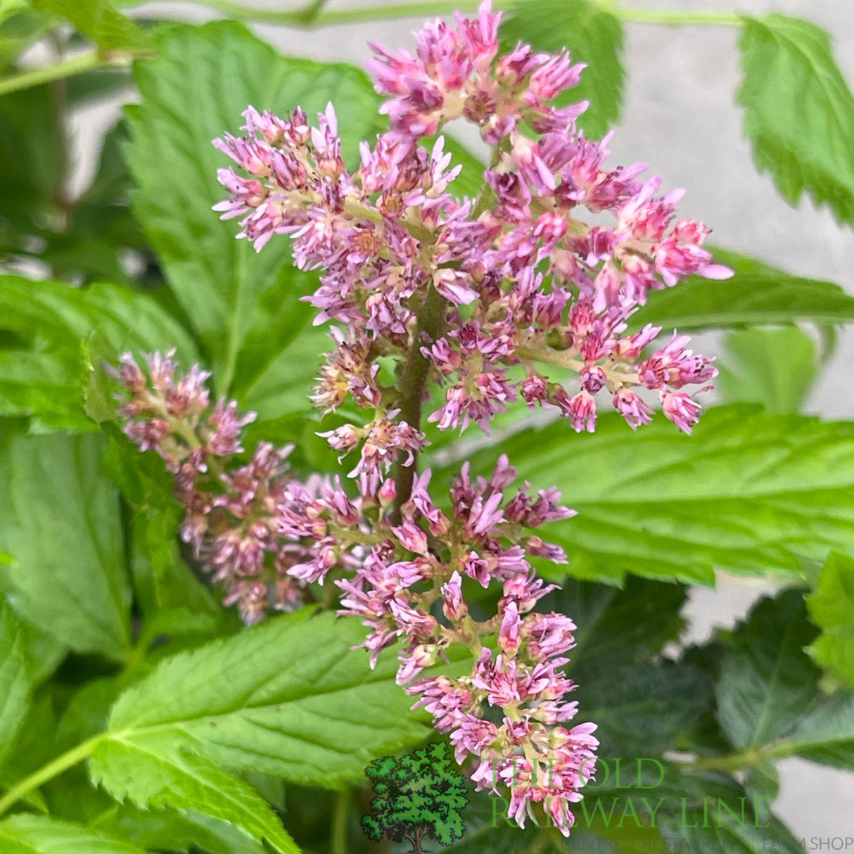 Astilbe 'Fanal' Plant - 3Ltr Pot