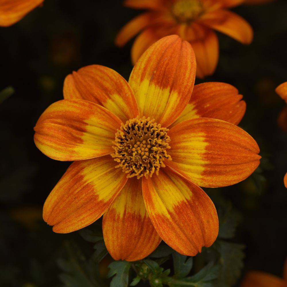 Bidens Bee Happy Orange Plug Plants