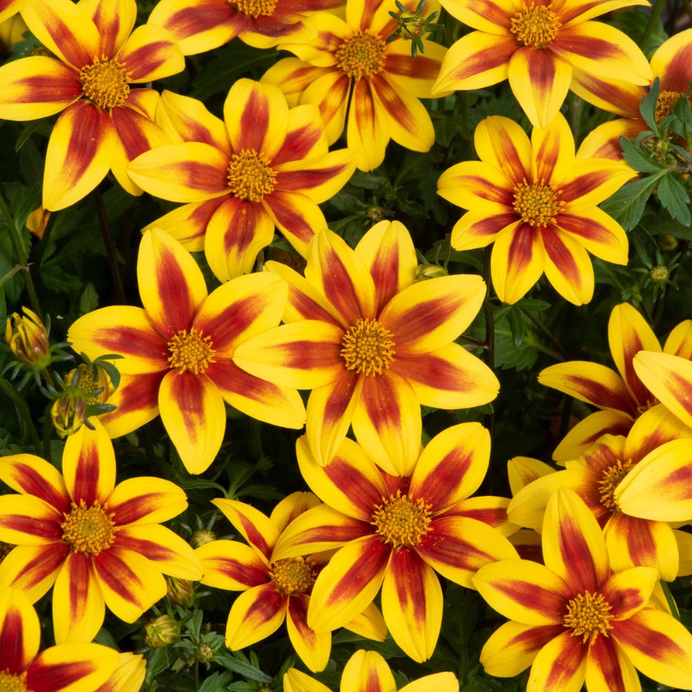 Bidens Blazing Star Plug Plant