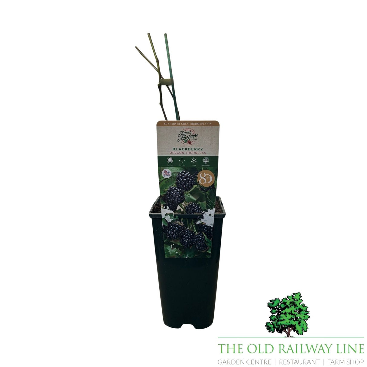 Blackberry 'Oregon Thornless' Fruit Bush 3Ltr Pot