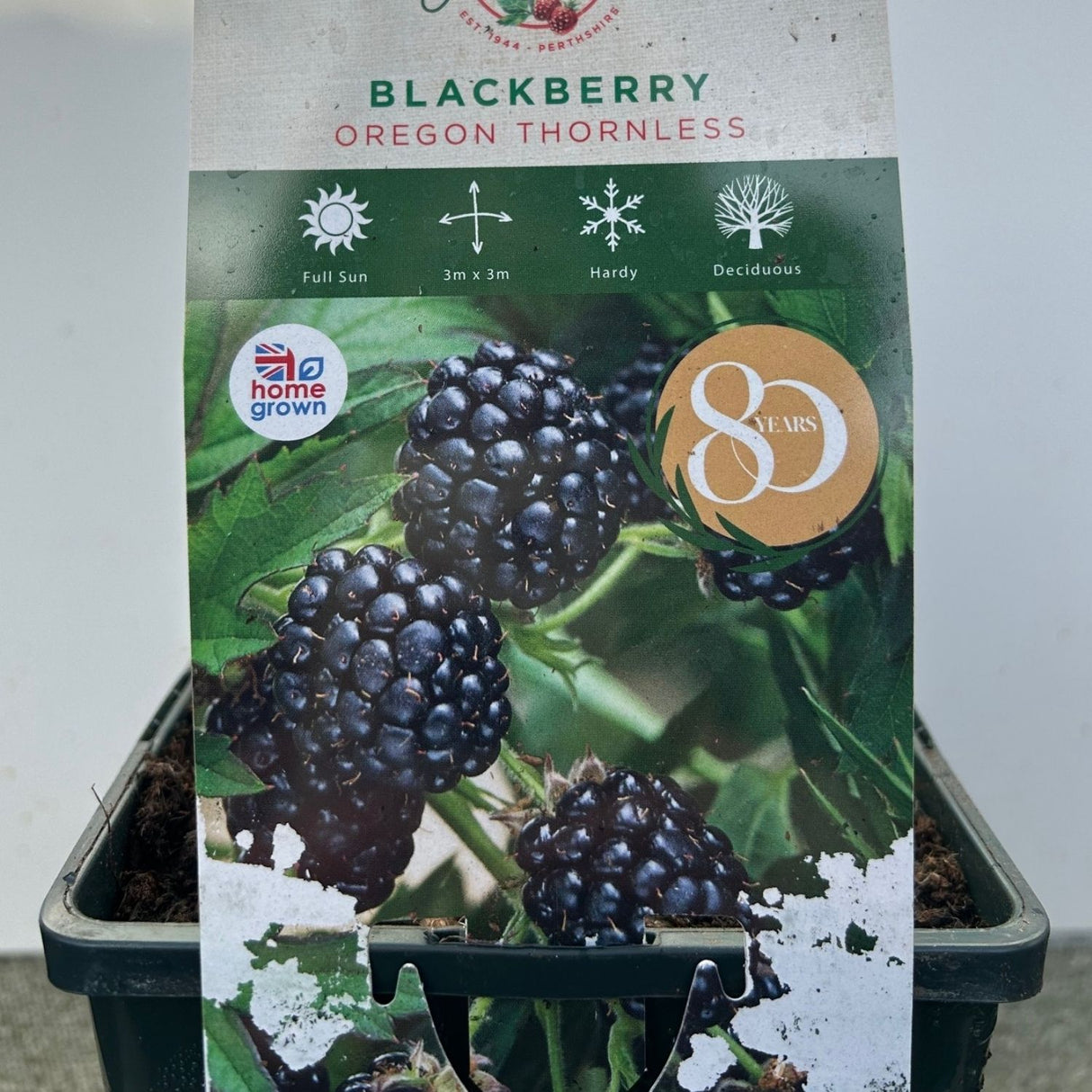 Blackberry 'Oregon Thornless' Fruit Bush 3Ltr Pot