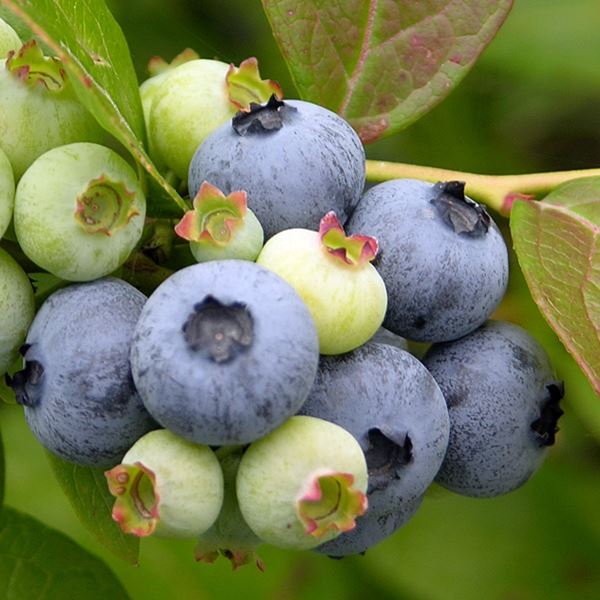 Blueberry 'Jersey Blue' Fruit Bush 3Ltr Pot