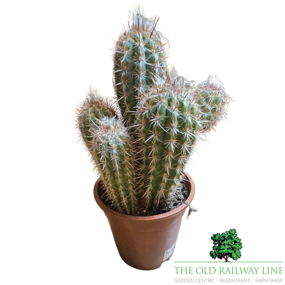 Cacti Cereus Mixed Houseplants - 17cm Pot - (Choice of 2)