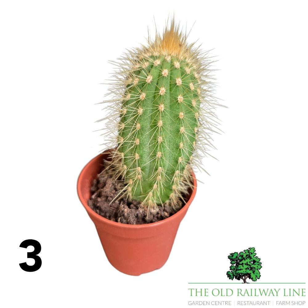 Cacti Cereus Mixed Houseplant - 5.5cm Pot - (Choice of 2)