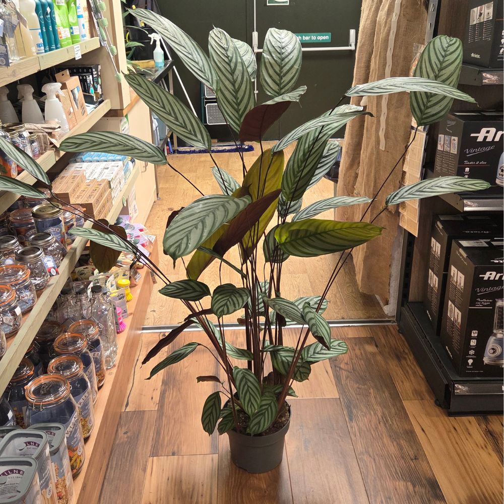 Calathea Oppenhemania 'Prayer Plant' Houseplant - 23cm Pot