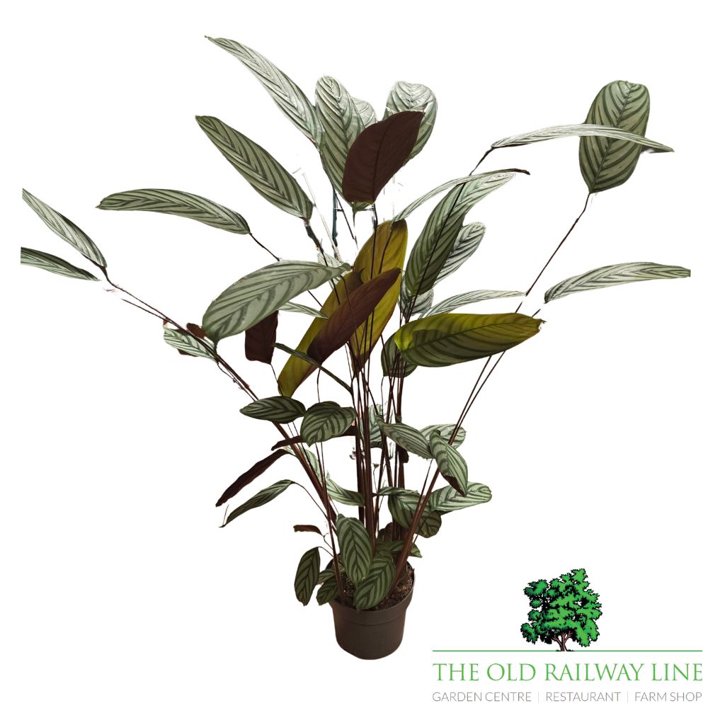 Calathea Oppenhemania 'Prayer Plant' Houseplant - 23cm Pot