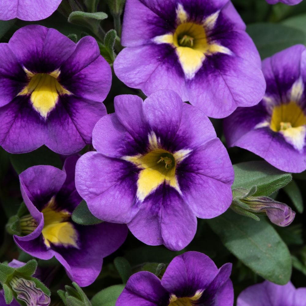 Calibrachoa Cabaret Bumble Bee Blue Plug Plant