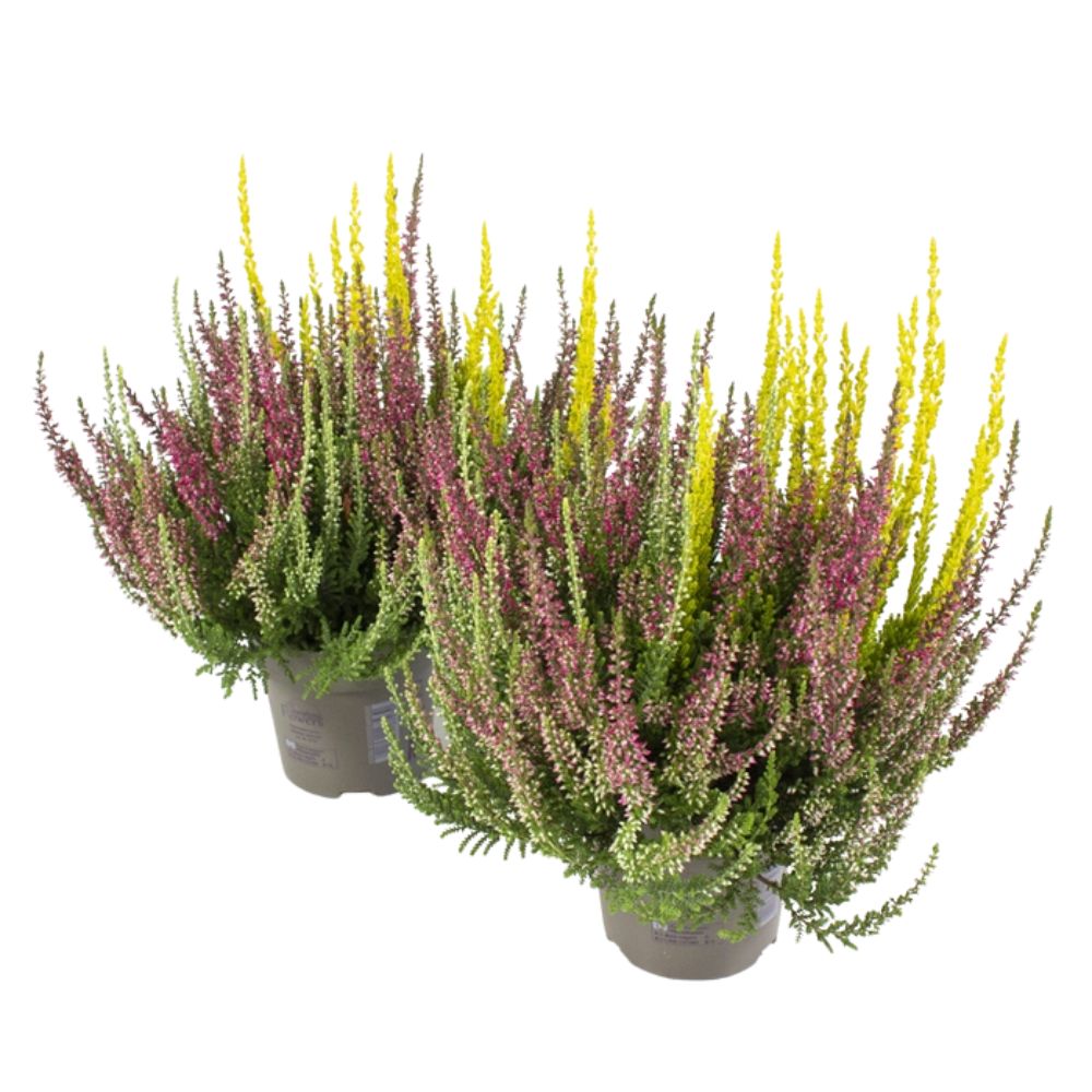 Calluna 'Beauty Ladies High Five' Heather Plant - 12cm Pot