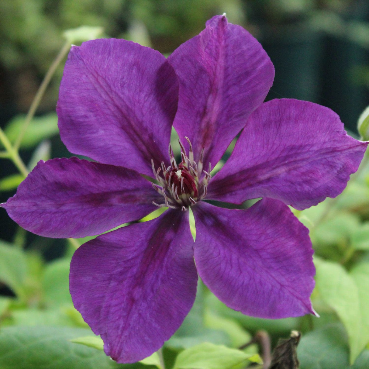 Clematis 'Jackmanii Superba' Purple Climbing Plant - 3Ltr Pot