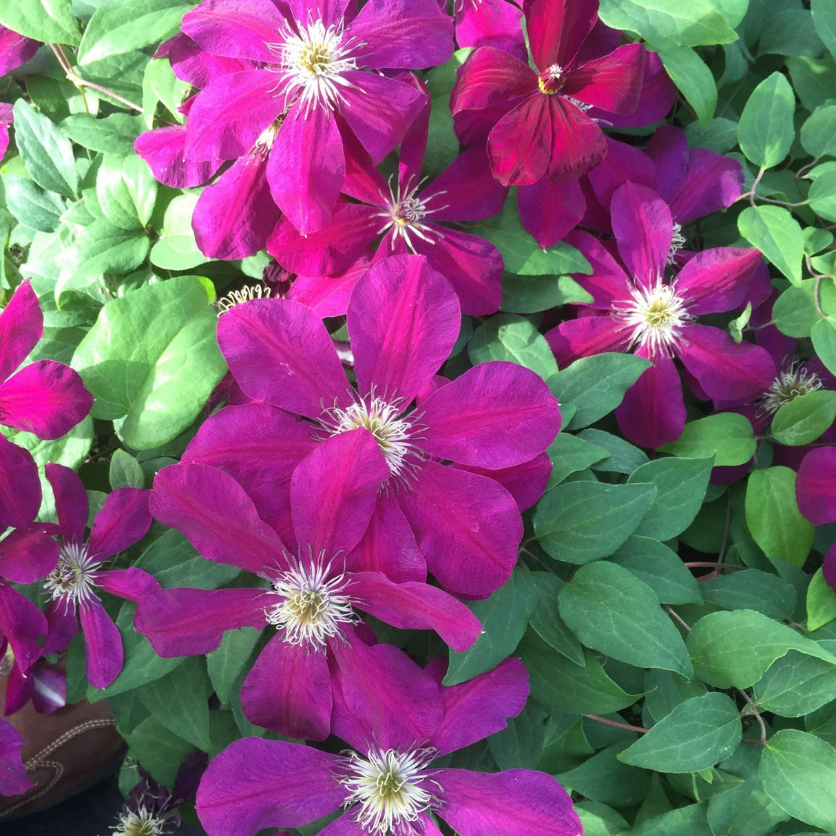 Clematis 'Westerplatte' Purple Climbing Plant - 3Ltr Pot