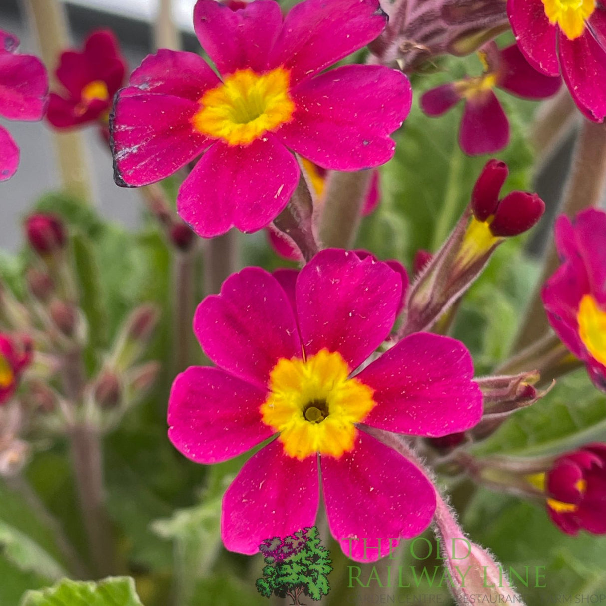 Primula vulgaris 'Oakleaf Magenta' Plant 1.5Ltr Pot