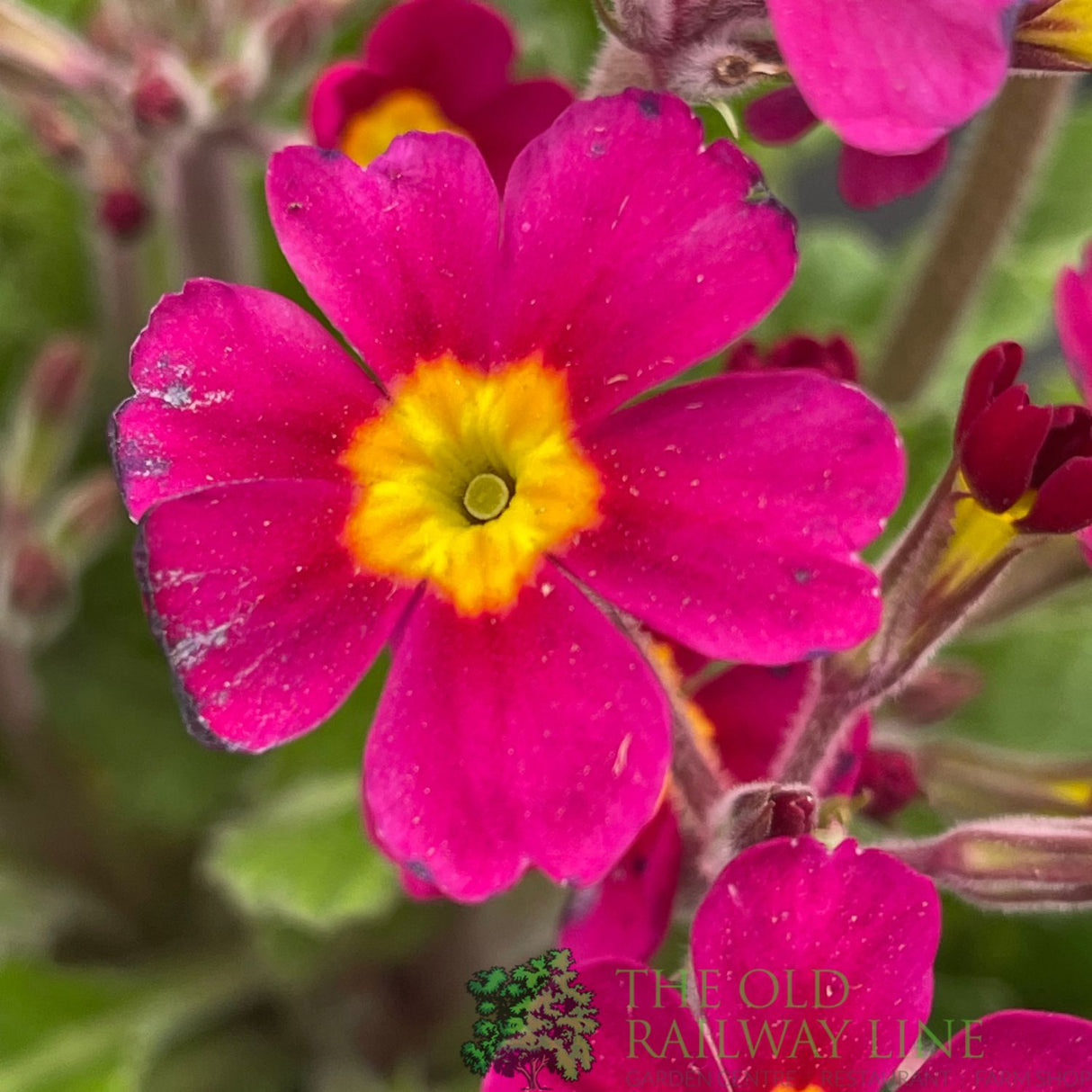 Primula vulgaris 'Oakleaf Magenta' Plant 1.5Ltr Pot