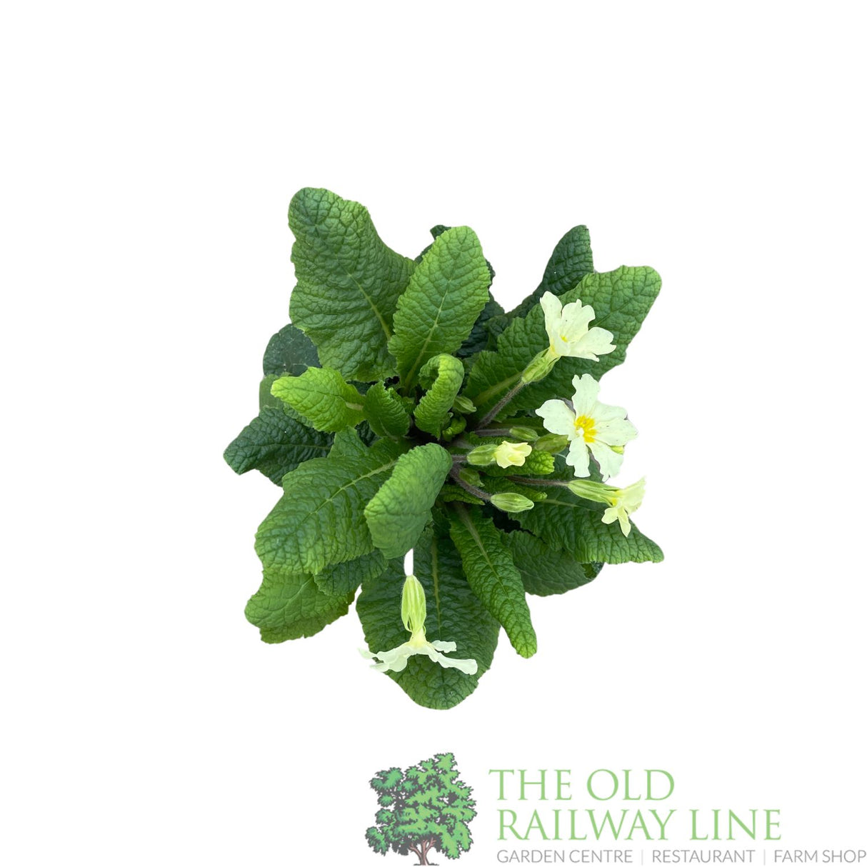 Primula vulgaris 'Wild Primrose' Plant 10.5cm Pot