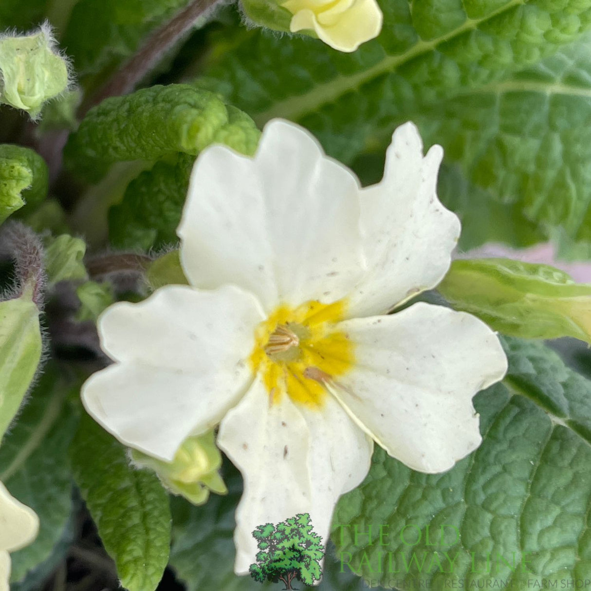 Primula vulgaris 'Wild Primrose' Plant 10.5cm Pot