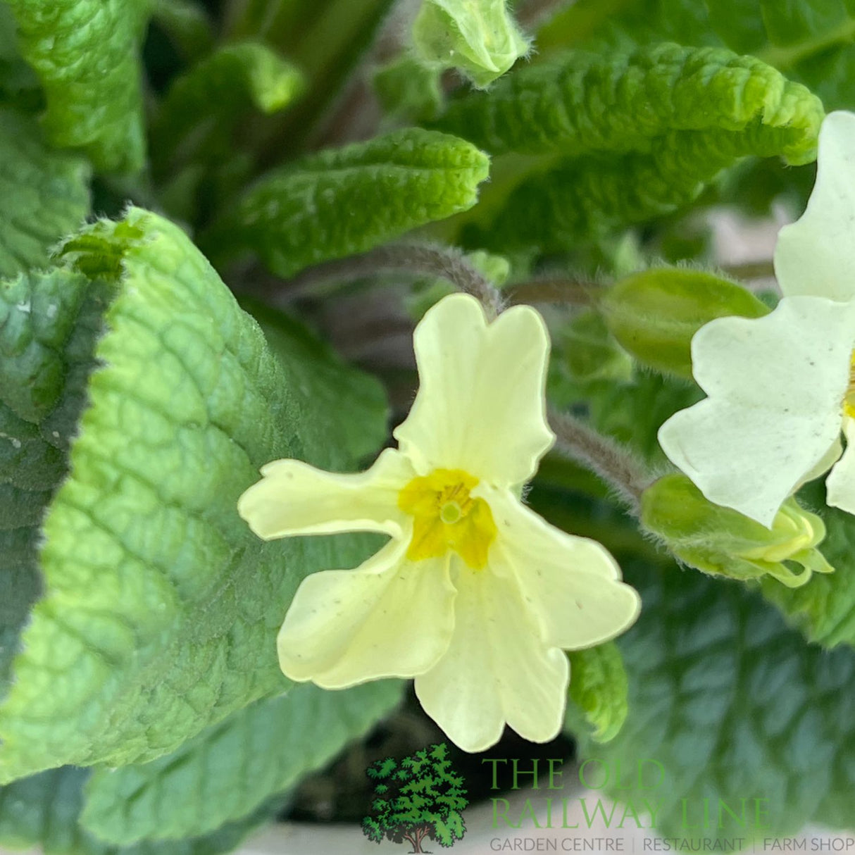 Primula vulgaris 'Wild Primrose' Plant 10.5cm Pot