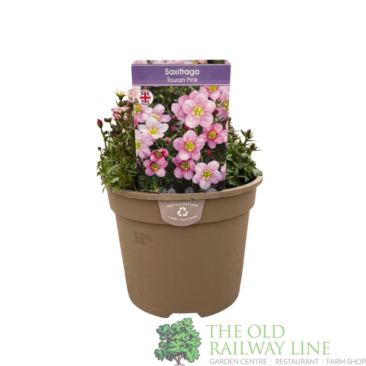 Saxifraga 'Touran Pink' Plant 2Ltr Pot
