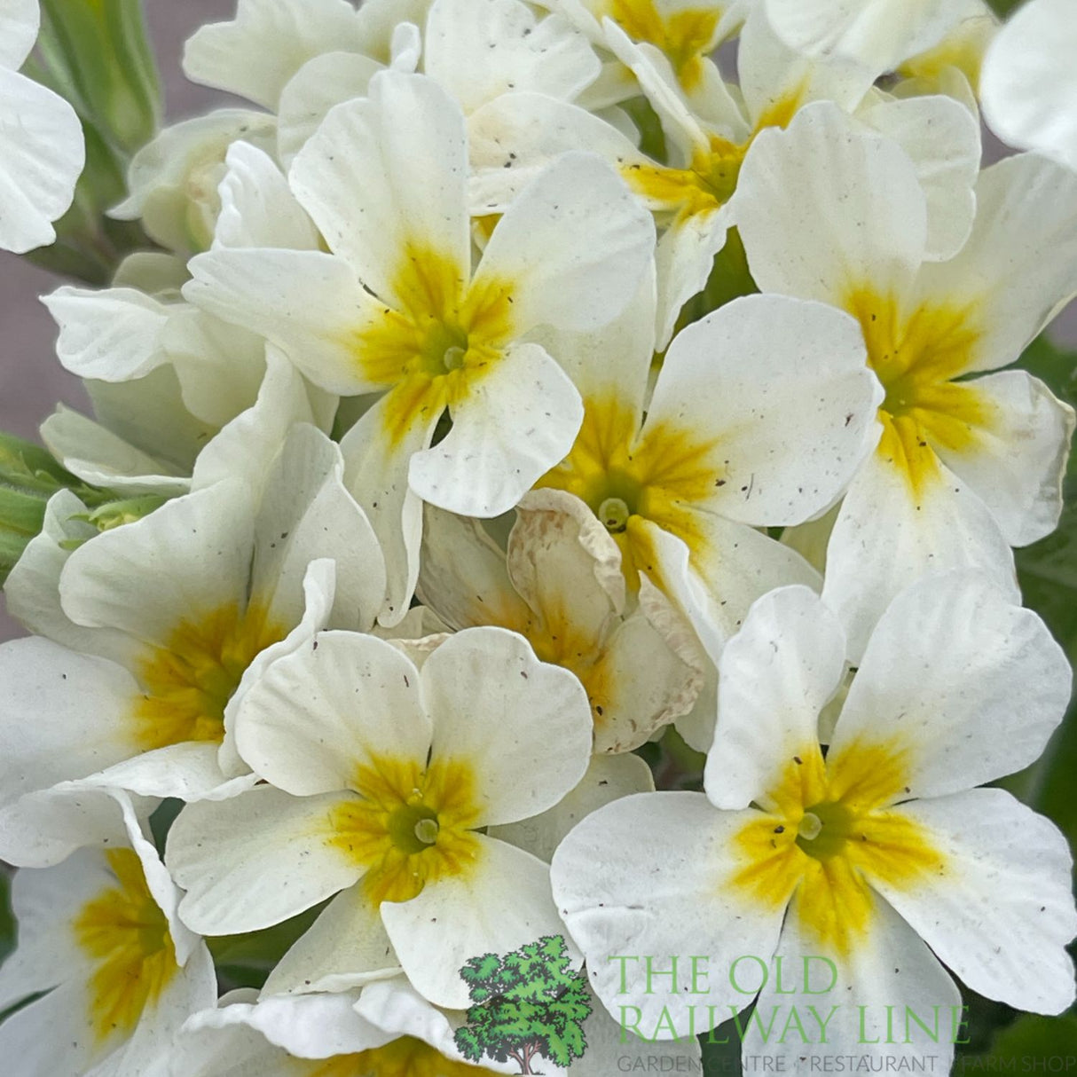 Primula vulgaris 'Oakleaf White' Plant 1.5Ltr Pot