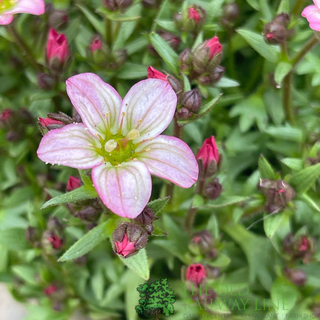 Saxifraga 'Touran Pink' Plant 2Ltr Pot