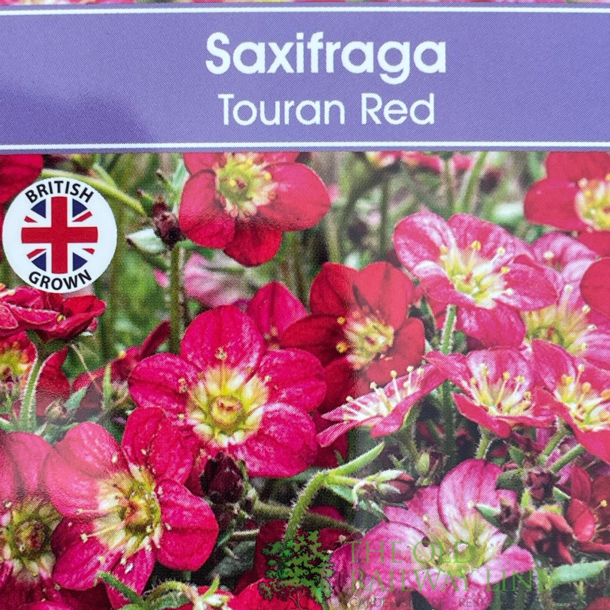 Saxifraga 'Touran Red' Plant 2Ltr Pot